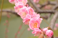 梅綴