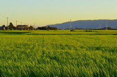 夕焼けと緑と
