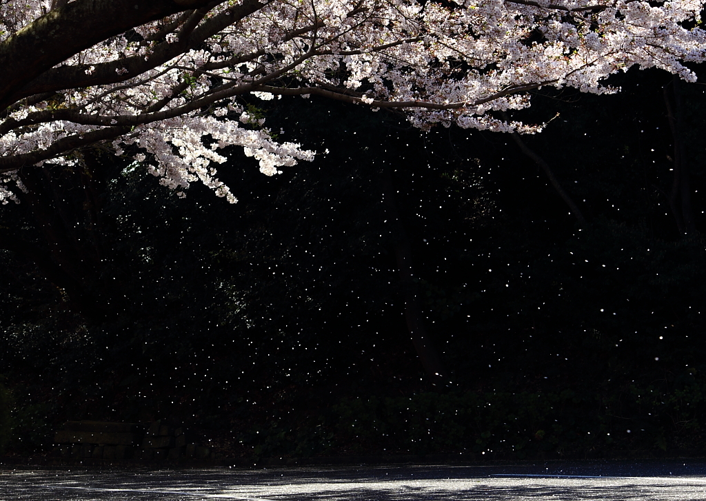 桜吹雪＾＾