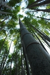 竹林