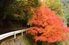 秋を求めて～帰り道