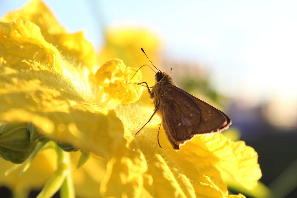 ヘチマの花