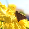 ヘチマの花