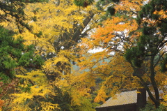 秋を求めて「雷神社」
