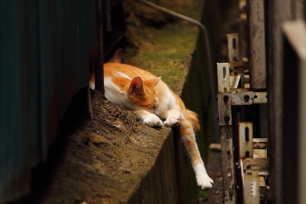 路地裏の猫