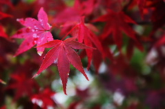 紅葉探し