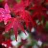 紅葉探し