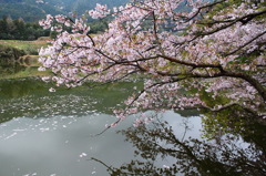 中園ため池の桜