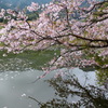 中園ため池の桜