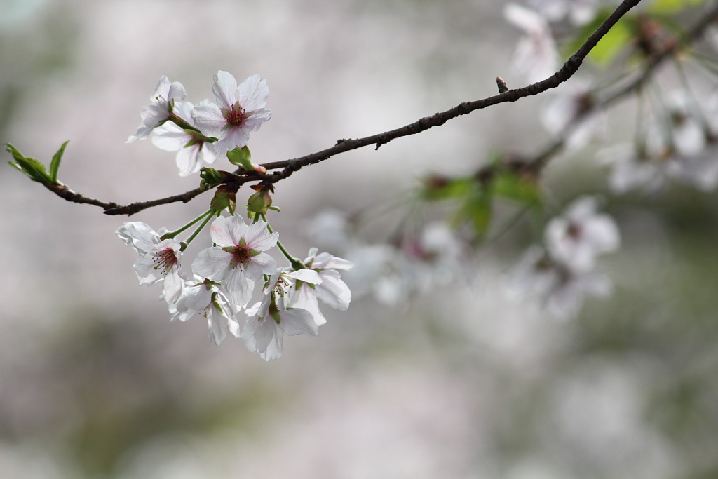 ＳＡＫＵＲＡ