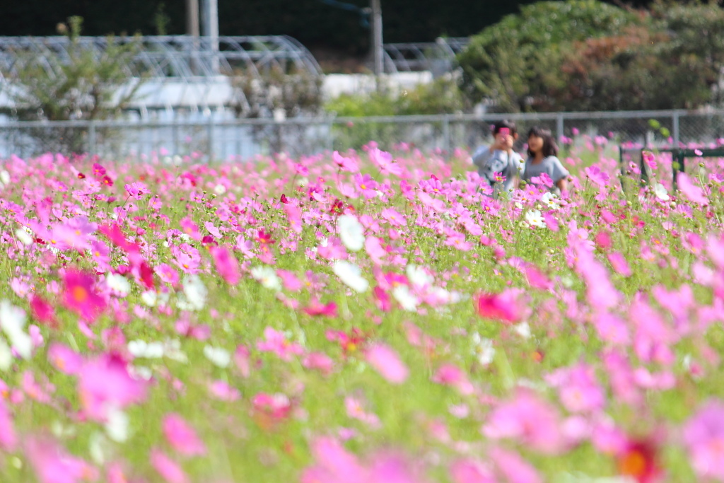 花畑のなかで