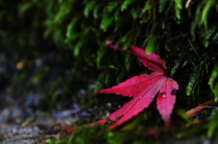 紅葉