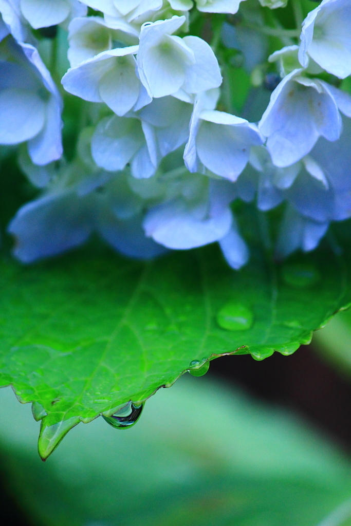 雨・・・