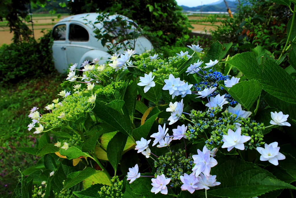 紫陽花と廃車