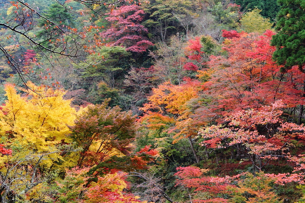 とっても撮っても紅葉