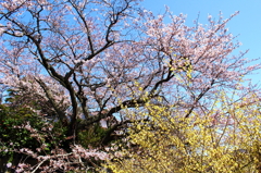 桜の時＾＾