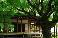 雷山観音の大楓Ⅴ