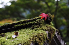 秋を求めて～清水の滝