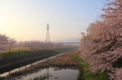 霞み桜
