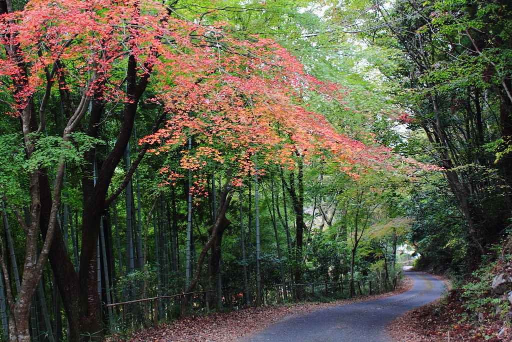 竹林と紅葉