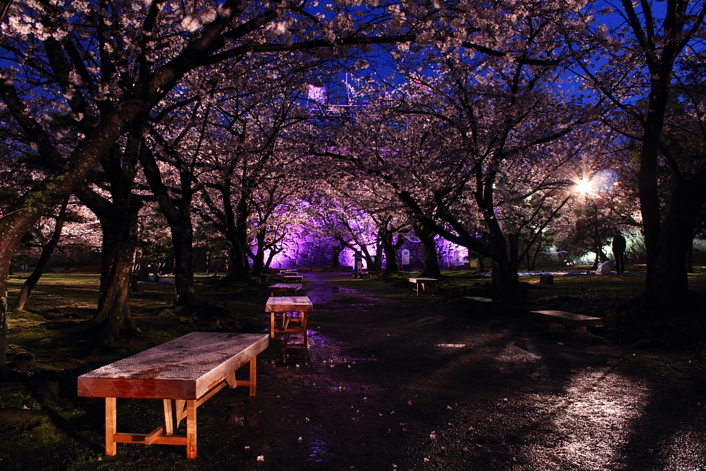 雨上がりの夜桜