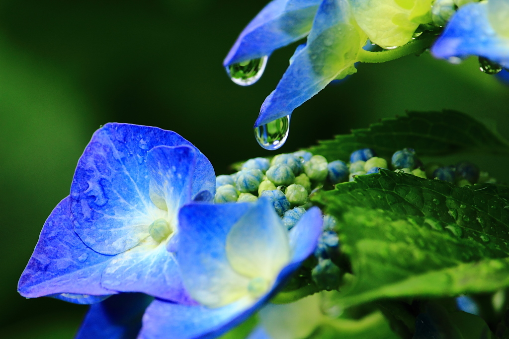 雨の紫陽花