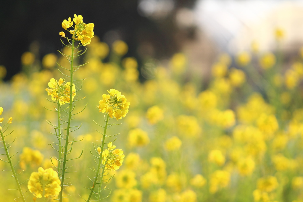菜の花