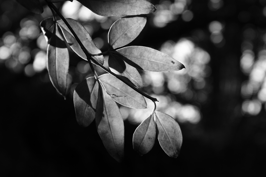 Leaf