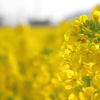 な～の花