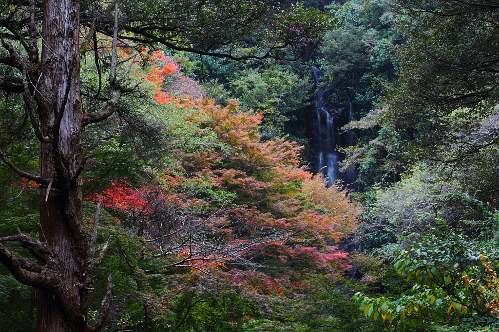 秋を求めて～清水の滝