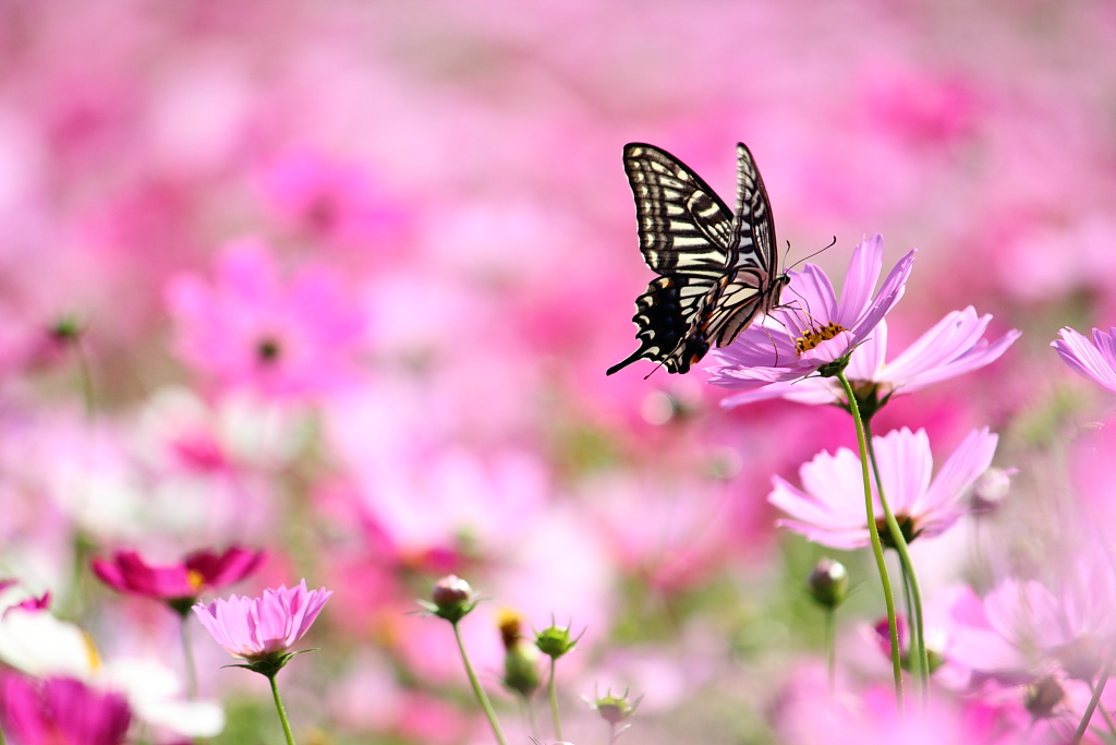 秋桜に・・・