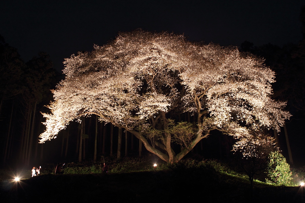 松国大山桜