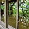 窓に写る新緑