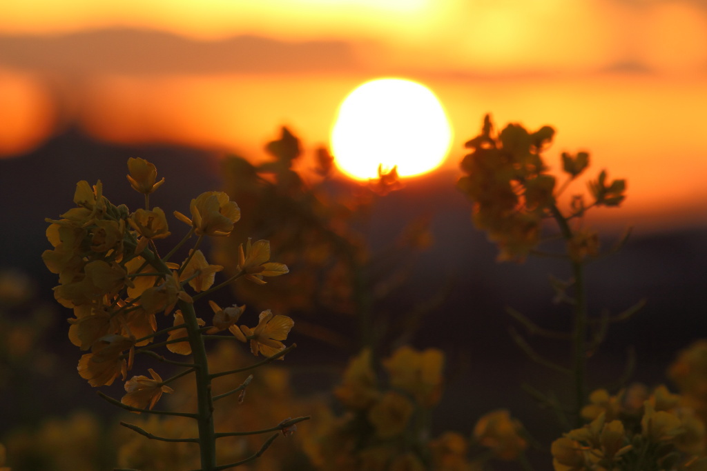 菜の花と夕日