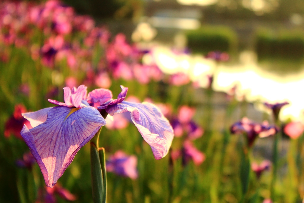 菖蒲～夕景
