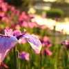 菖蒲～夕景