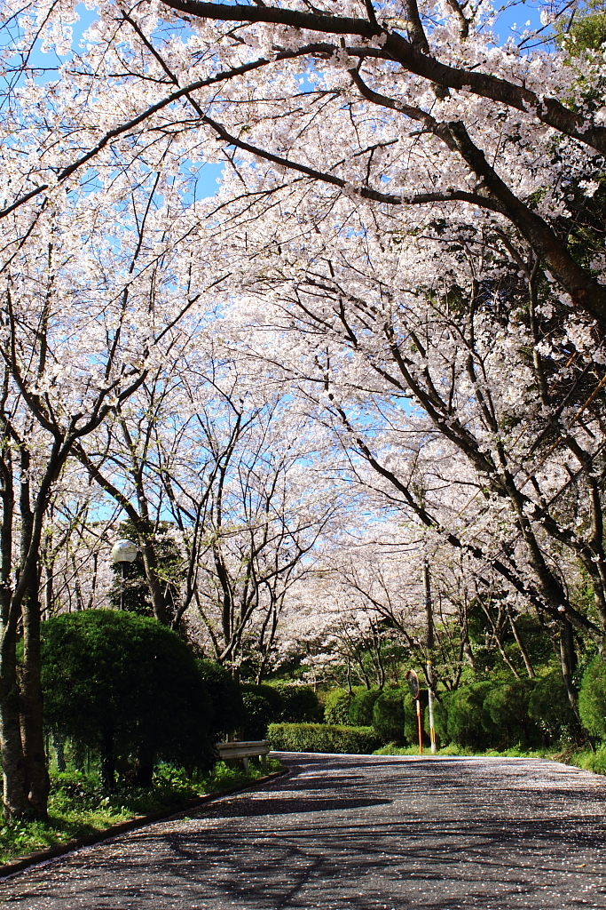 桜道＾＾