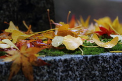秋を求めて「雷神社」