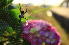 朝蜘蛛と紫陽花