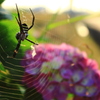 朝蜘蛛と紫陽花