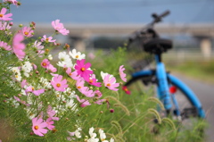 自転車に乗って