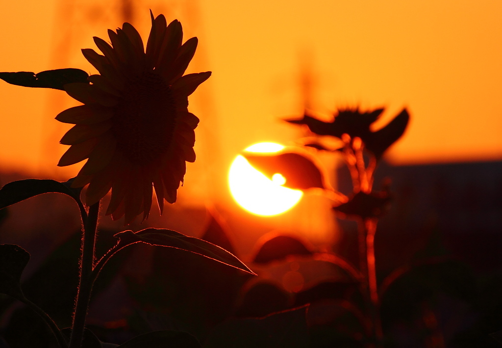 夕焼け向日葵