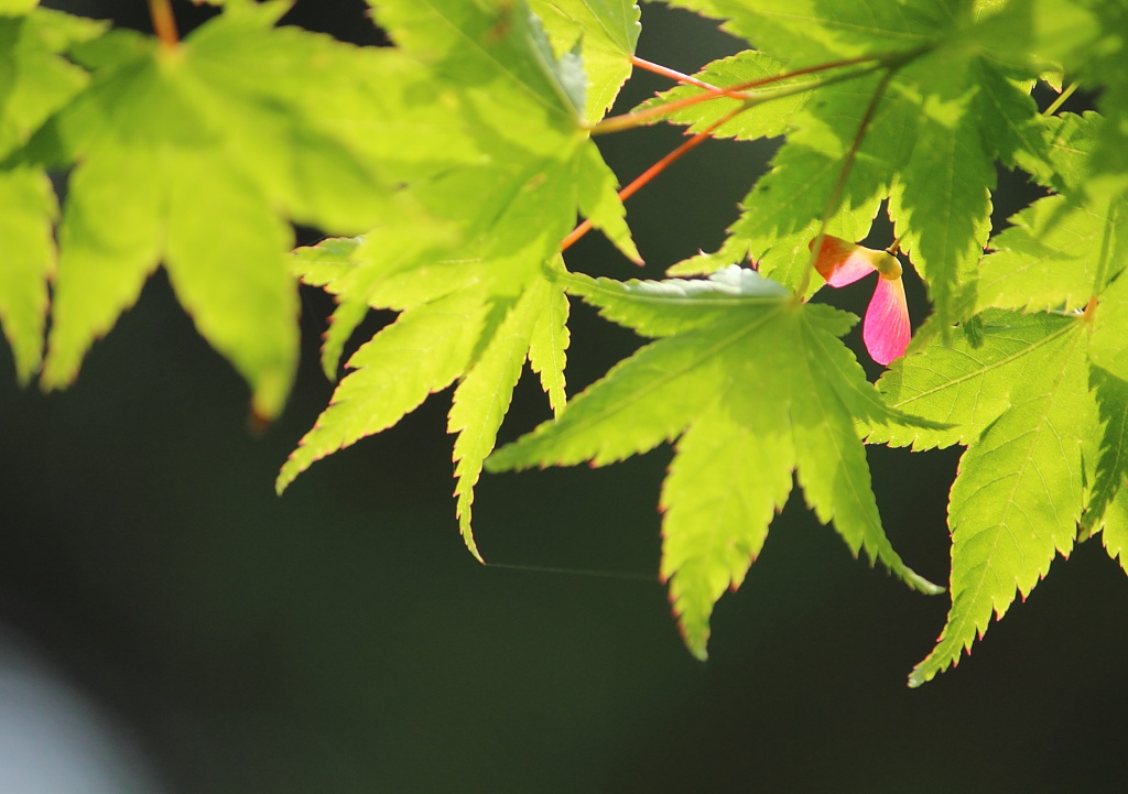 紅葉の花？