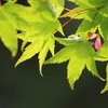 紅葉の花？