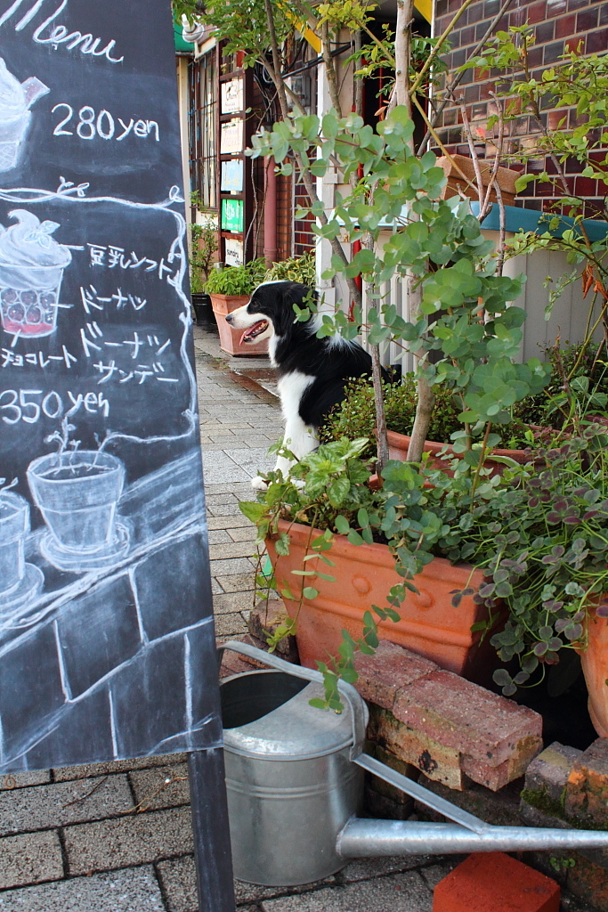 今日のわんこ＾＾