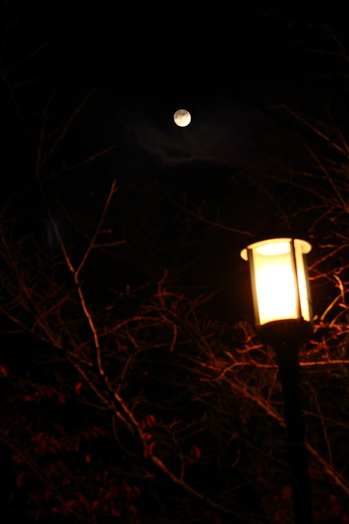 夜道を照らす