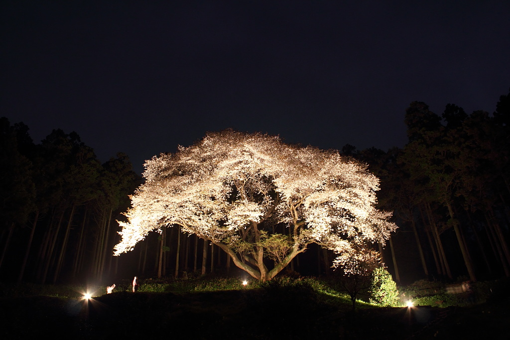 松国大山桜