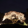 松国大山桜