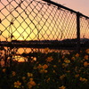 夕暮れ時