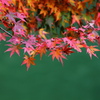 秋を求めて～帰り道